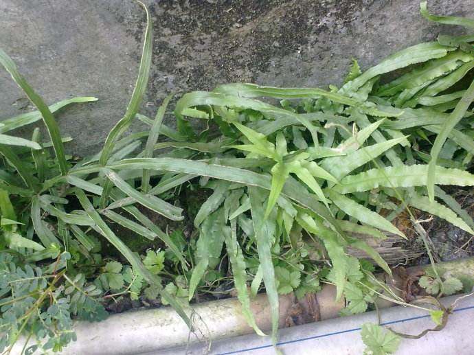 野生小叶凤尾草鸡脚草金鸡尾凤凰草井栏草鸡爪草干品包邮中药材