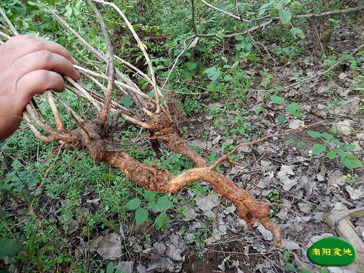正宗野生地骨皮老枸杞根多年生地骨头根炖鸡汤大补去胎毒一斤包邮