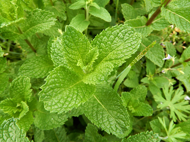 河南特产十香菜石香菜鱼香菜纯野生五香菜十香叶炖鱼炖鸡佐料