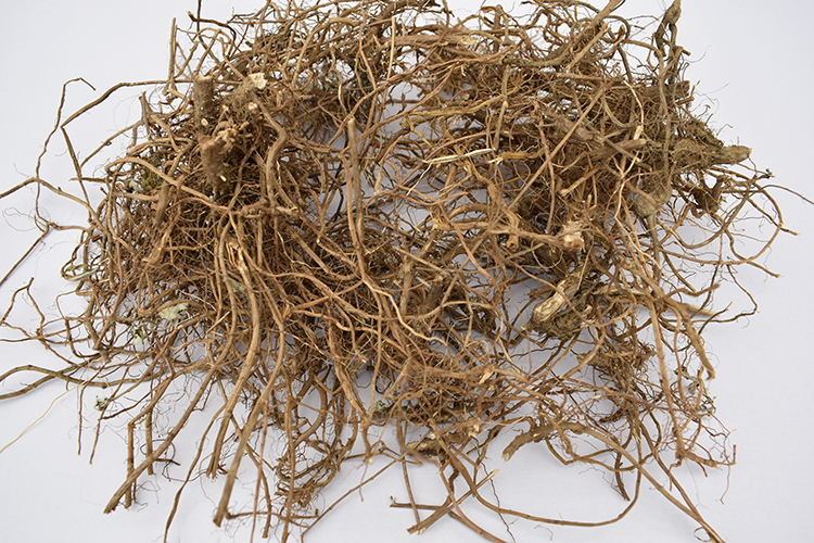 河南新鲜五香叶包邮拌捞面条藿香叶炖鱼煮鱼鱼香叶四川蘸豆花配料