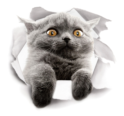 创意3d立体猫咪墙贴纸抖音同款客厅卧室房间装饰宿舍自粘贴画壁纸