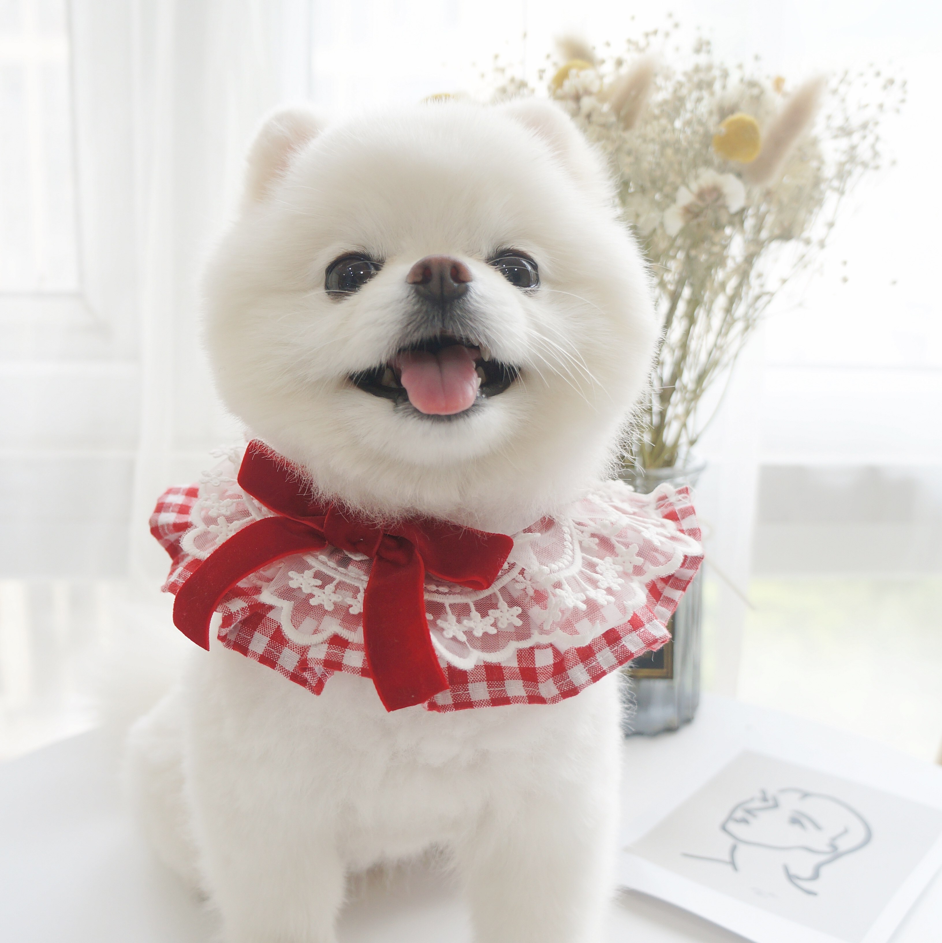 豆豆美泰围嘴围兜熊围兜迪比博美领结蝴蝶结丝绒狗宠物服装