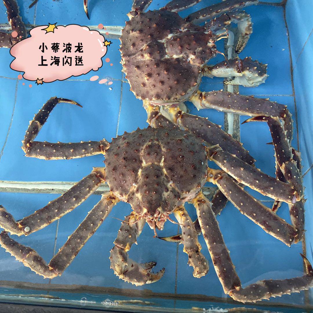 帝王鲜活阿拉斯加澳洲澳洲龙龙虾超特特大皇帝长脚帝王蟹