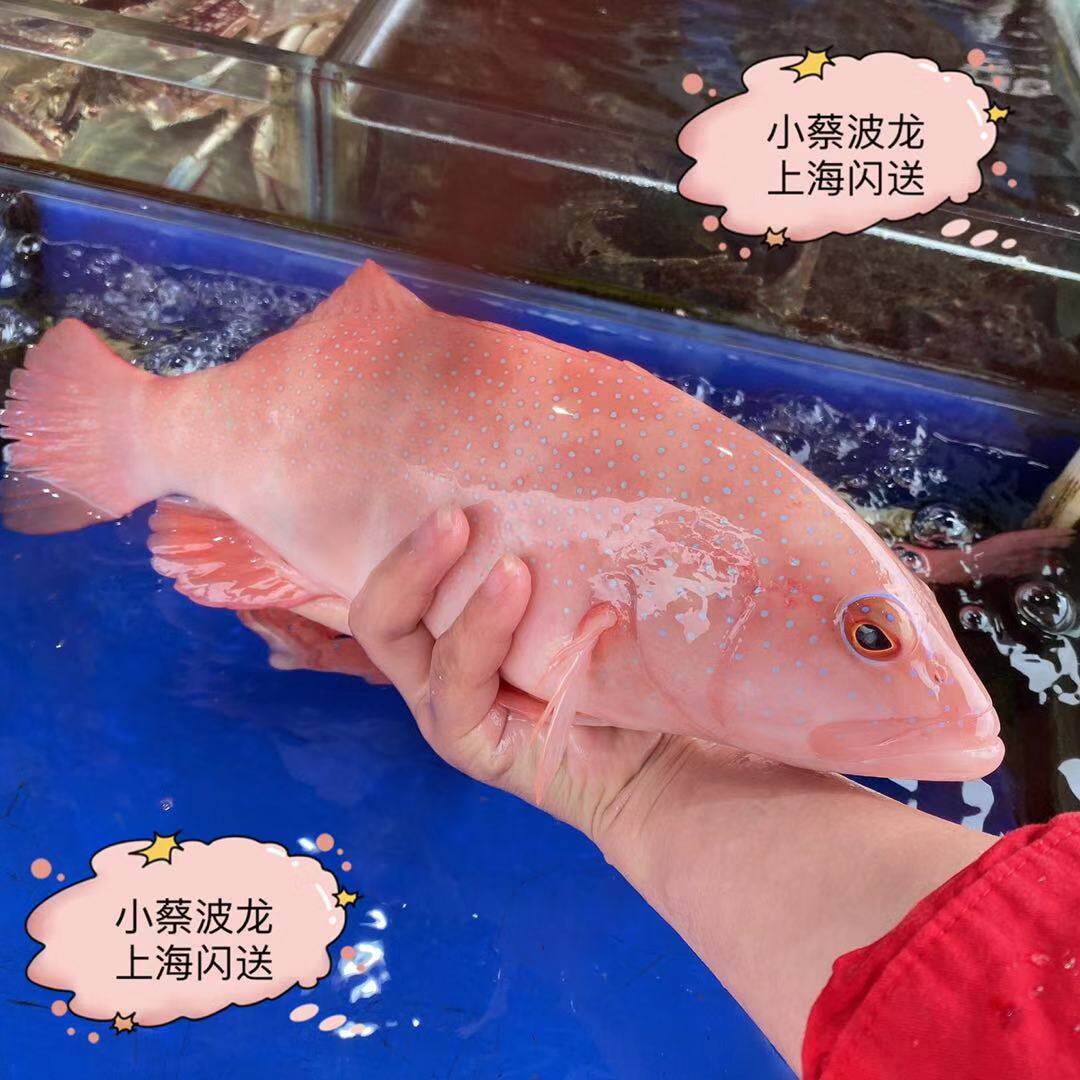 鲜活海南东星海鲜水产海鱼东兴斑粉冬星石斑鱼斑鱼