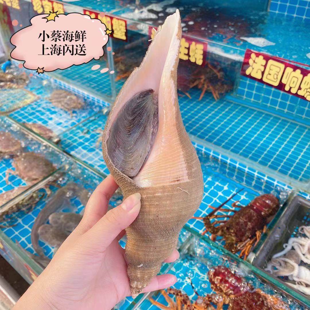 鲜活响螺海鲜水产贝类大海海螺潮汕超大响螺片青口贝