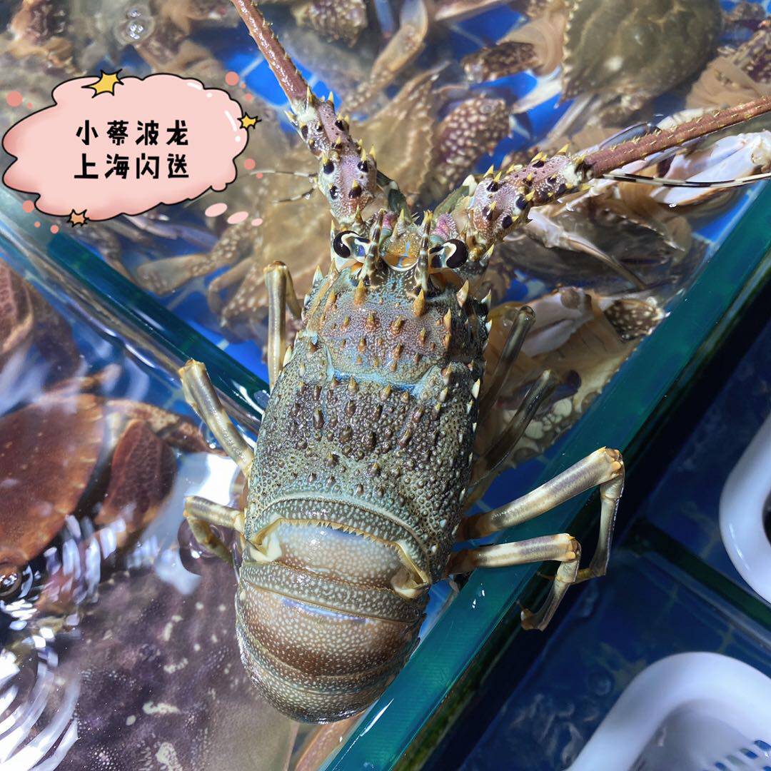 鲜活小青龙进口青龙虾海鲜水产红龙超特大澳洲大龙虾澳龙2只 1斤 - 爱