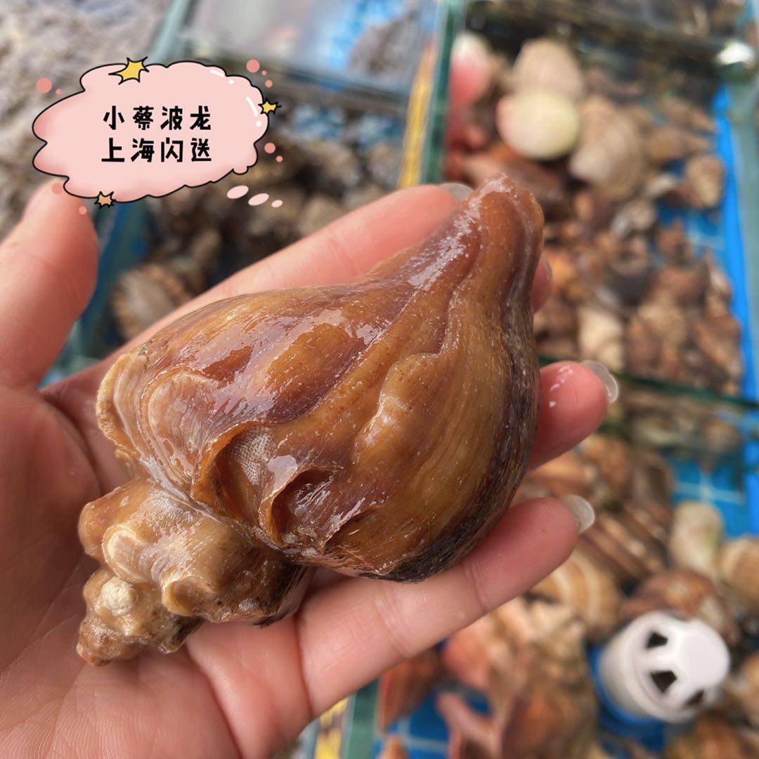 鲜活小红海鲜水产贝壳新鲜野生生活超大海螺青口贝