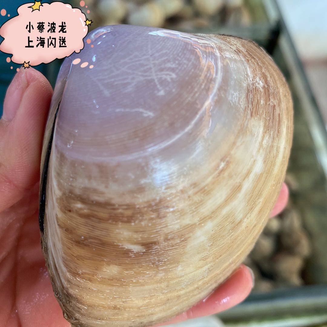 西施鲜活海鲜水产贵妃野生大黄芒果螺红心贝海螺