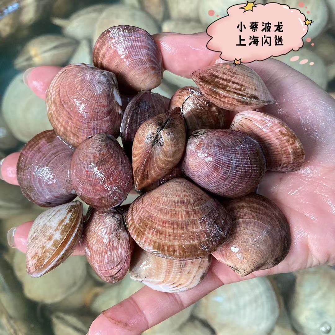 鲜活一点红野生海鲜水产贝壳类黄贝青口贝黄蚬青口贝