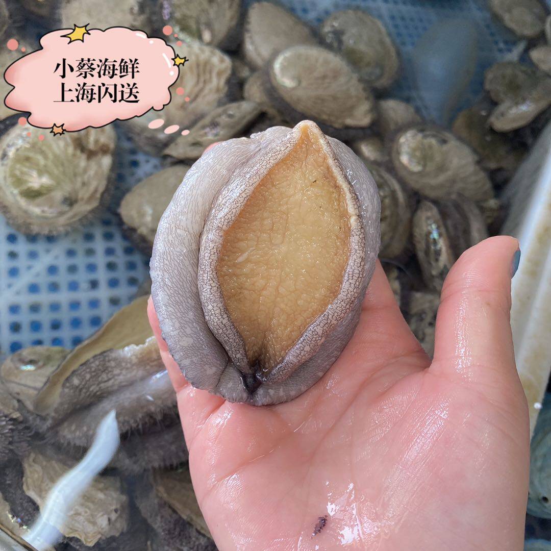 鲍鱼鲜活南非珍珠野生进口海鲜水产超特特大鲍鱼