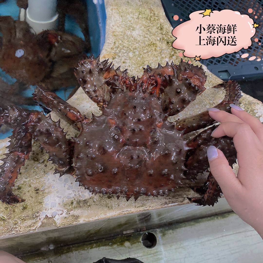 帝王鲜活花礁野生海鲜水产超特特大皇帝花椒帝王蟹