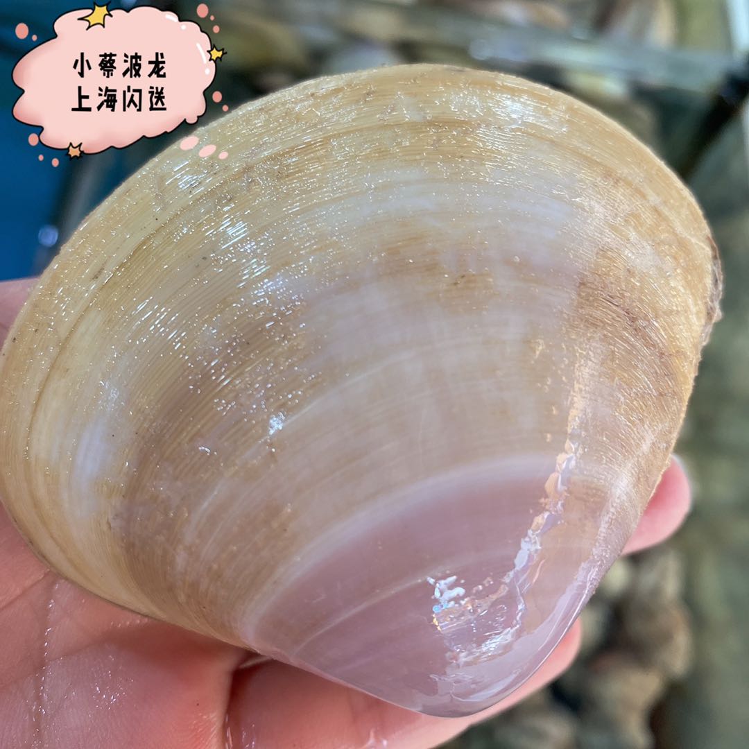 西施鲜活海鲜水产贵妃野生大黄芒果螺红心贝海螺