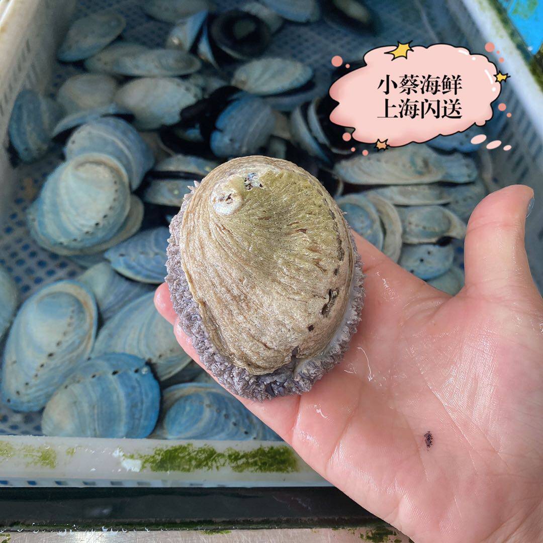 鲍鱼鲜活南非珍珠野生进口海鲜水产超特特大鲍鱼