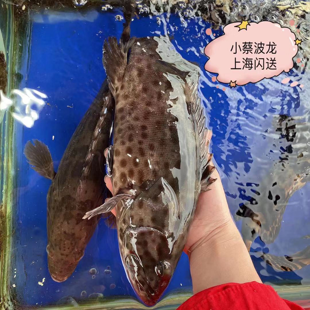 斑鱼鲜活野生海鲜水产深海海鱼龙胆鱼青东星斑鱼
