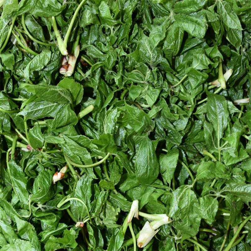 五加新鲜山野菜嫩芽刺拐老虎500g3件包邮蘸酱菜其它