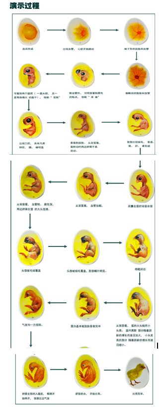 胚胎发育过程解剖图图片