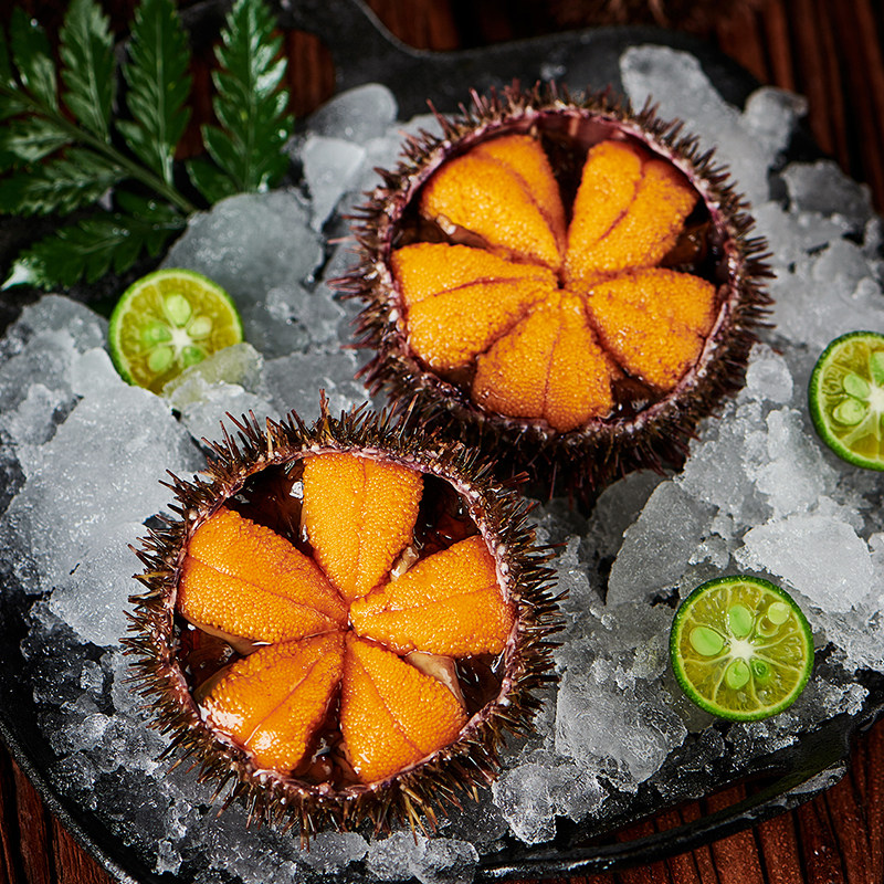 海胆鲜活马粪大连底播56个500g海胆