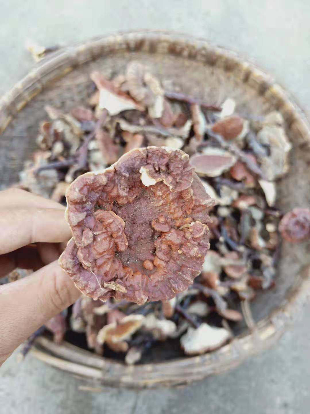 灵芝微苦河南深山野生纯天然赤灵整枝整枝灵芝