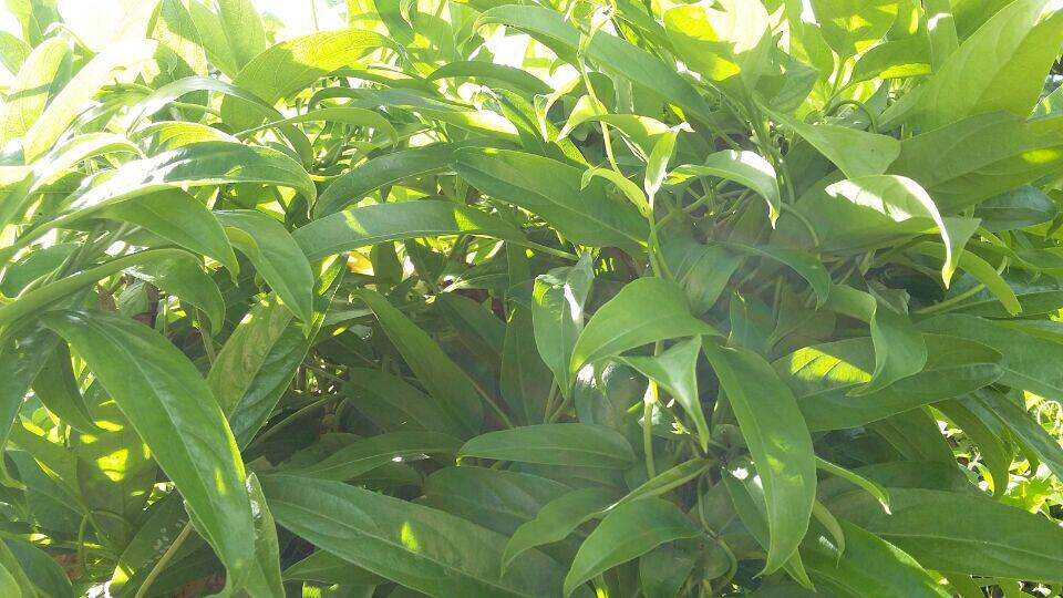 海南特色小吃吃鸡屎藤纯天然滋补绿色食品鸡屎藤粑面粉