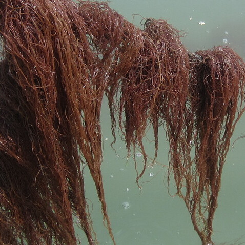 福建霞浦特产天然日晒海发菜500g海藻海草龙须菜干货凉拌火锅食材