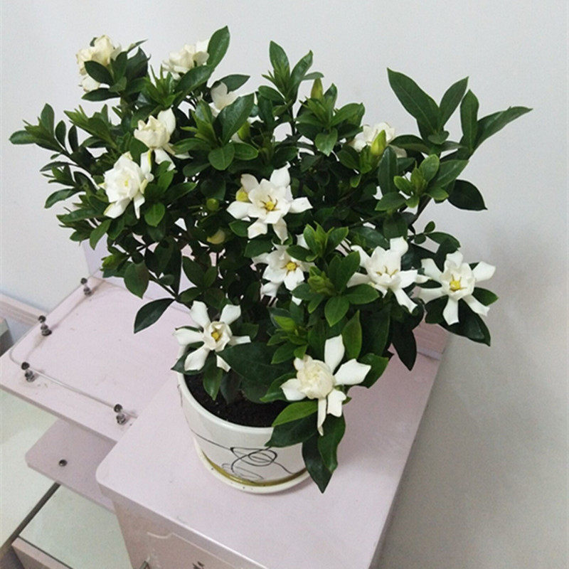 小叶栀子花盆栽带花苞芳香重瓣罗汉雀舌栀子花苗室内外四季绿植