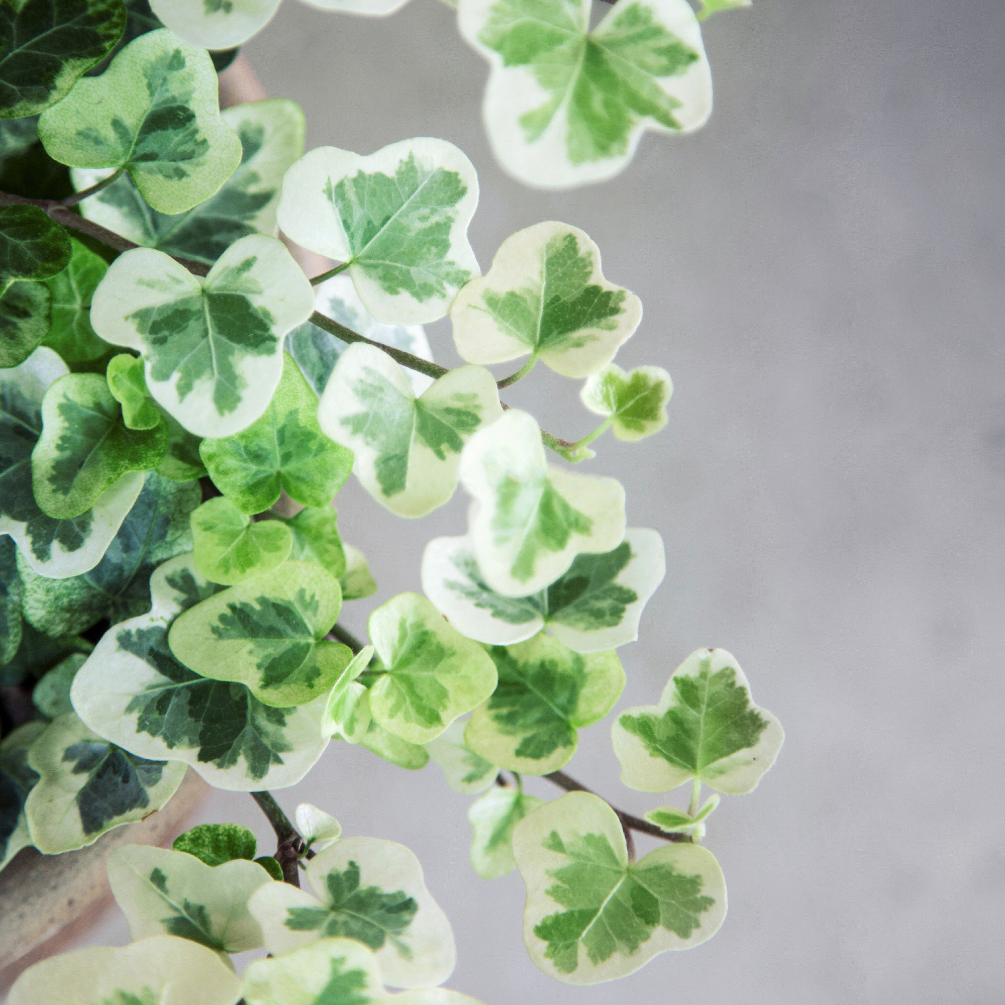 雪莹雪萤日本常春藤人气网红室内室内外外观叶垂吊绿植