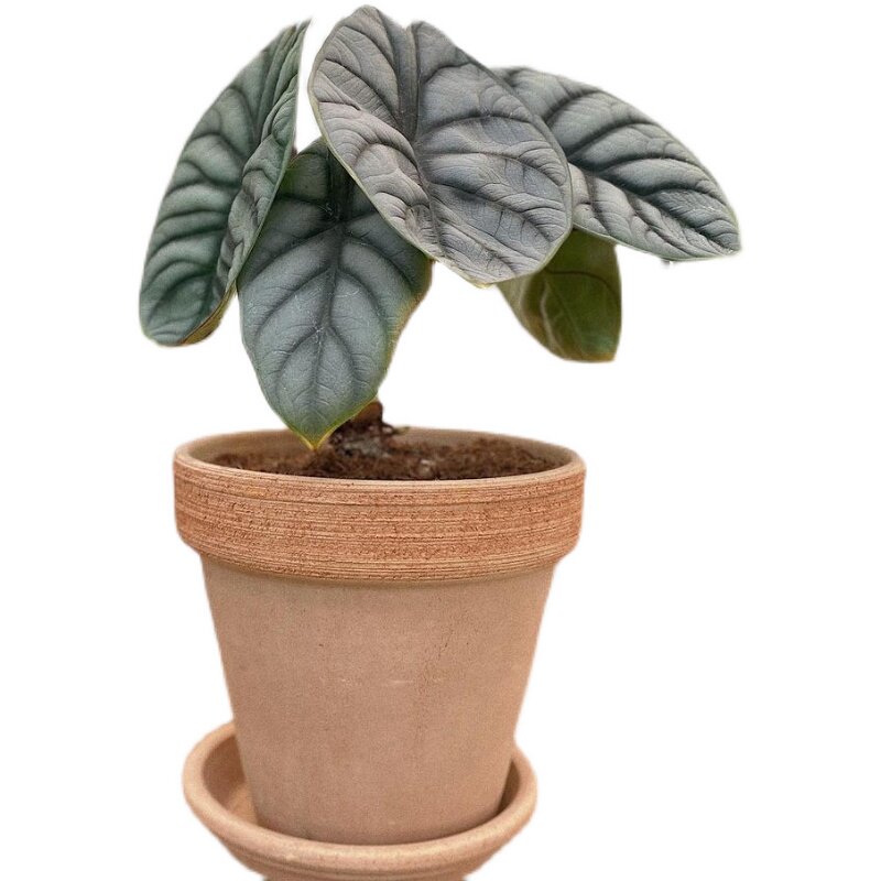 白犀牛露露植物叶植物阳台观室内盆栽进口绿植网红绿植