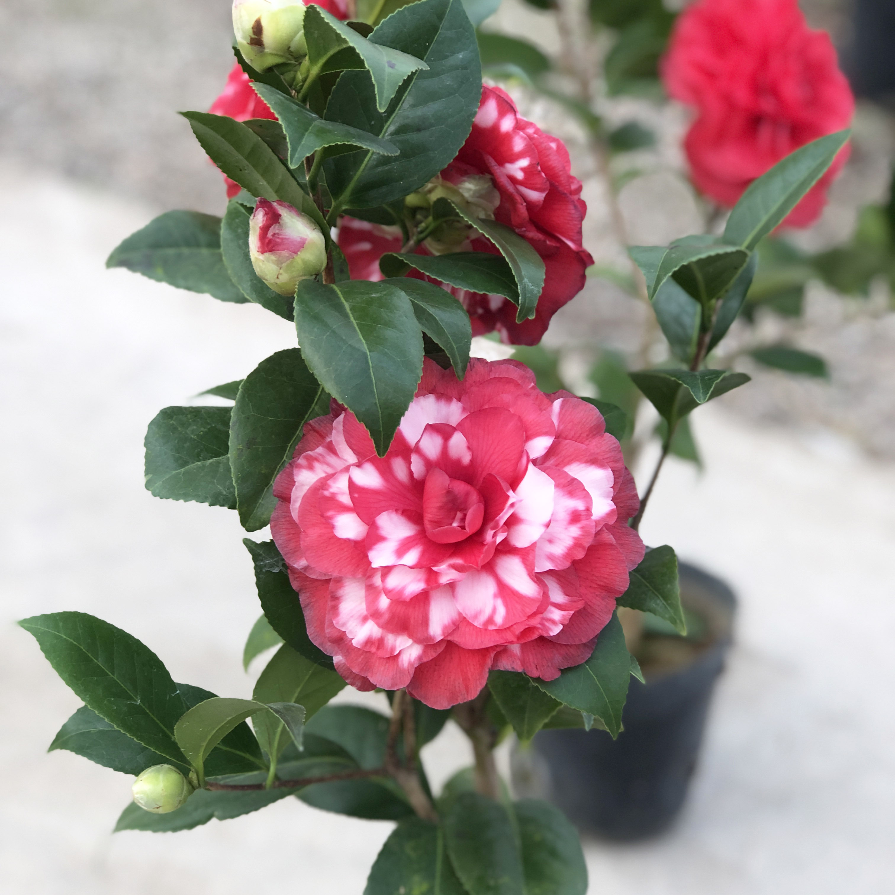 贝拉青叶复色纯色名贵品种茶花阳台窗台庭院花卉