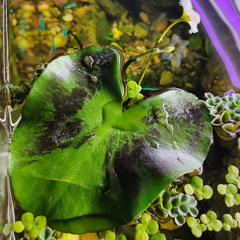 鱼缸净化一叶肚兜圆心水质沼泽浮萍池塘植物水草