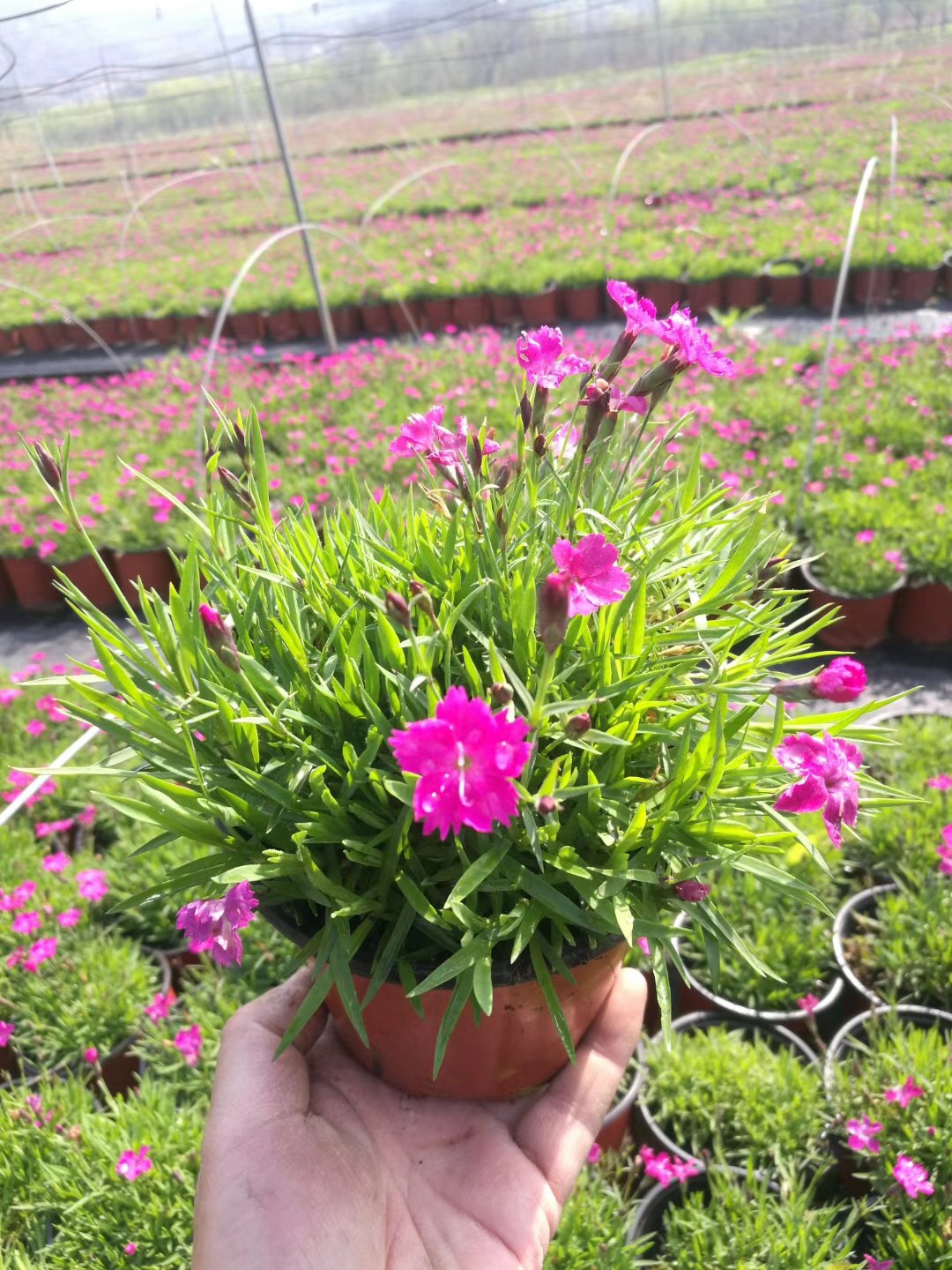 欧石竹粉精灵宿根四季常绿地被耐寒草坪植物阳台盆栽多年生花卉