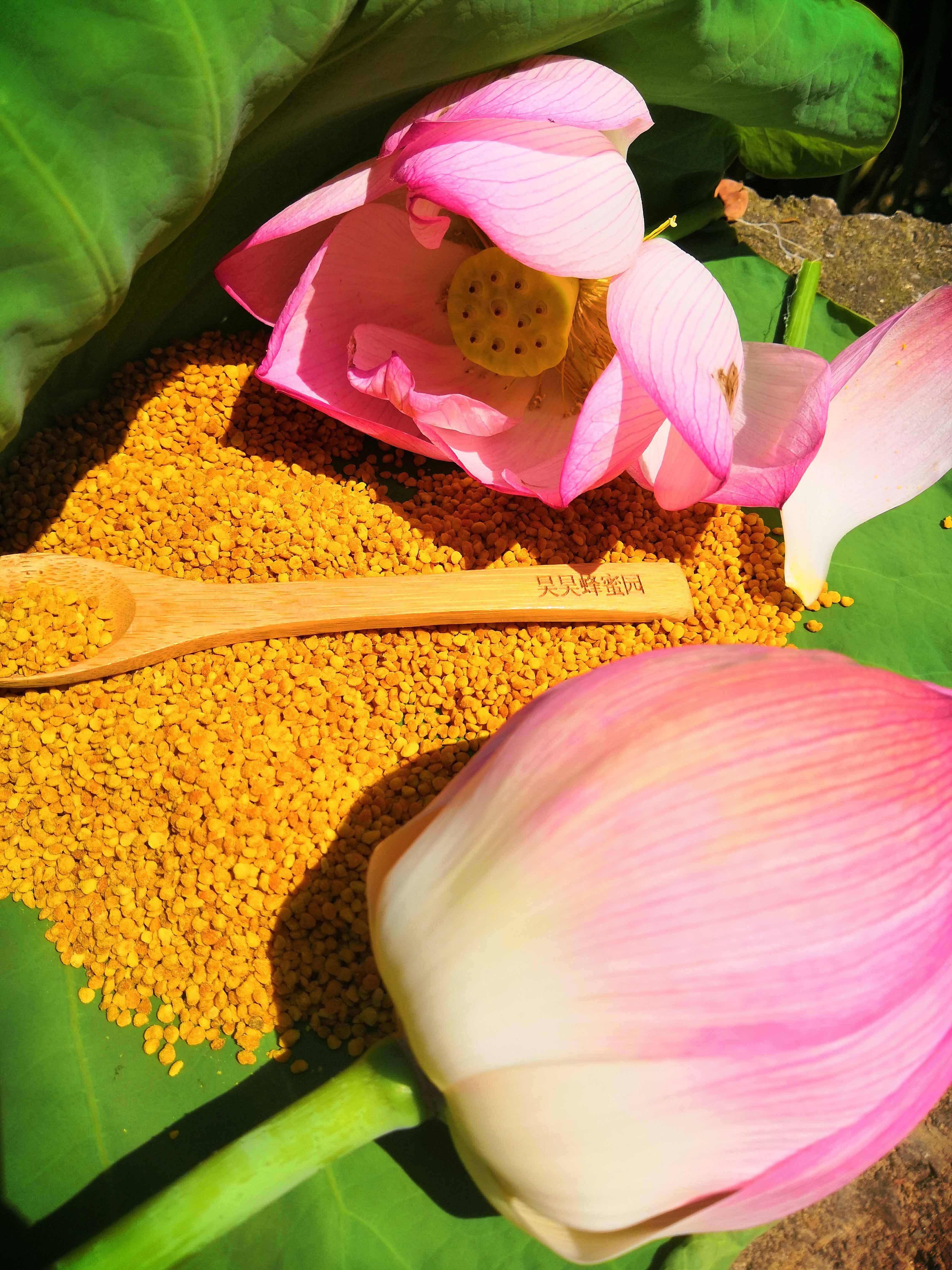 2020新鲜荷花粉纯天然食用蜂花粉农家自产250克