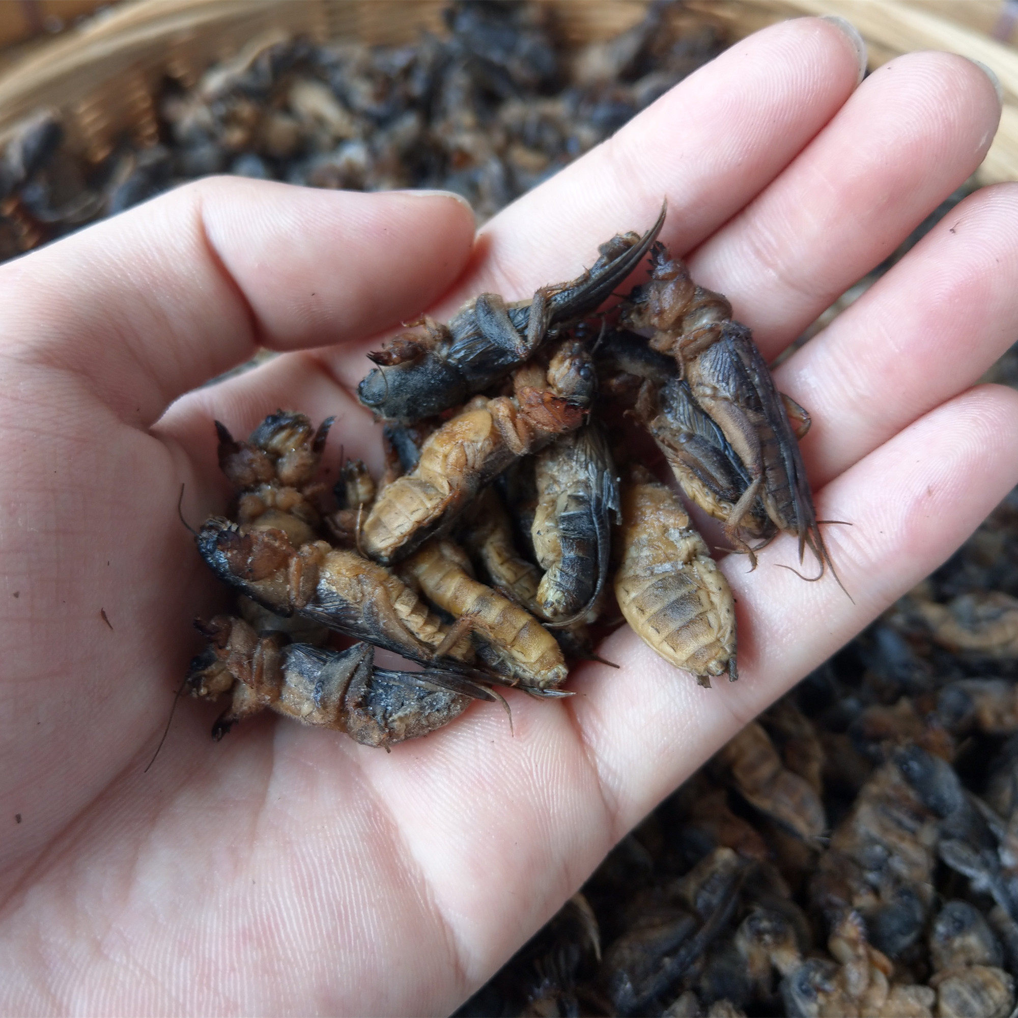 土狗1斤昆虫包邮满顺丰2斤食用新鲜蝲蝲蝼蛄其它生肉制品