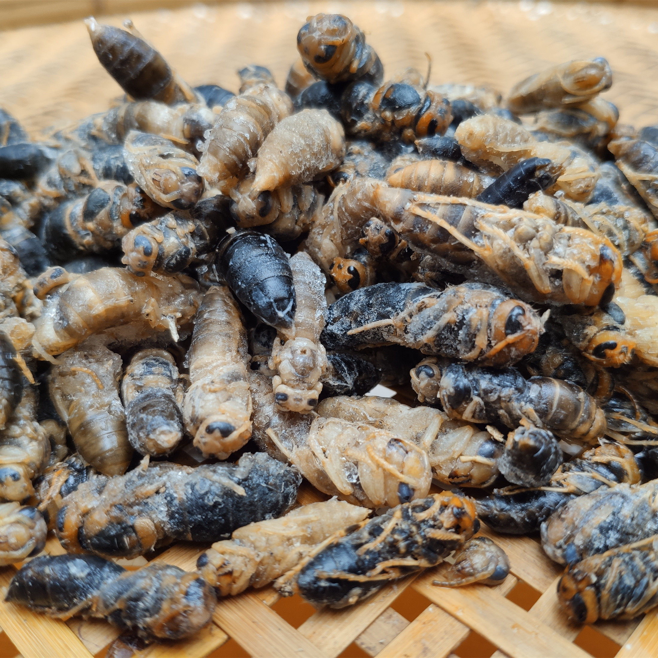 1斤精选4级蜂蛹无翅树蜂马蜂葫芦蜂蜂食用其它生肉制品