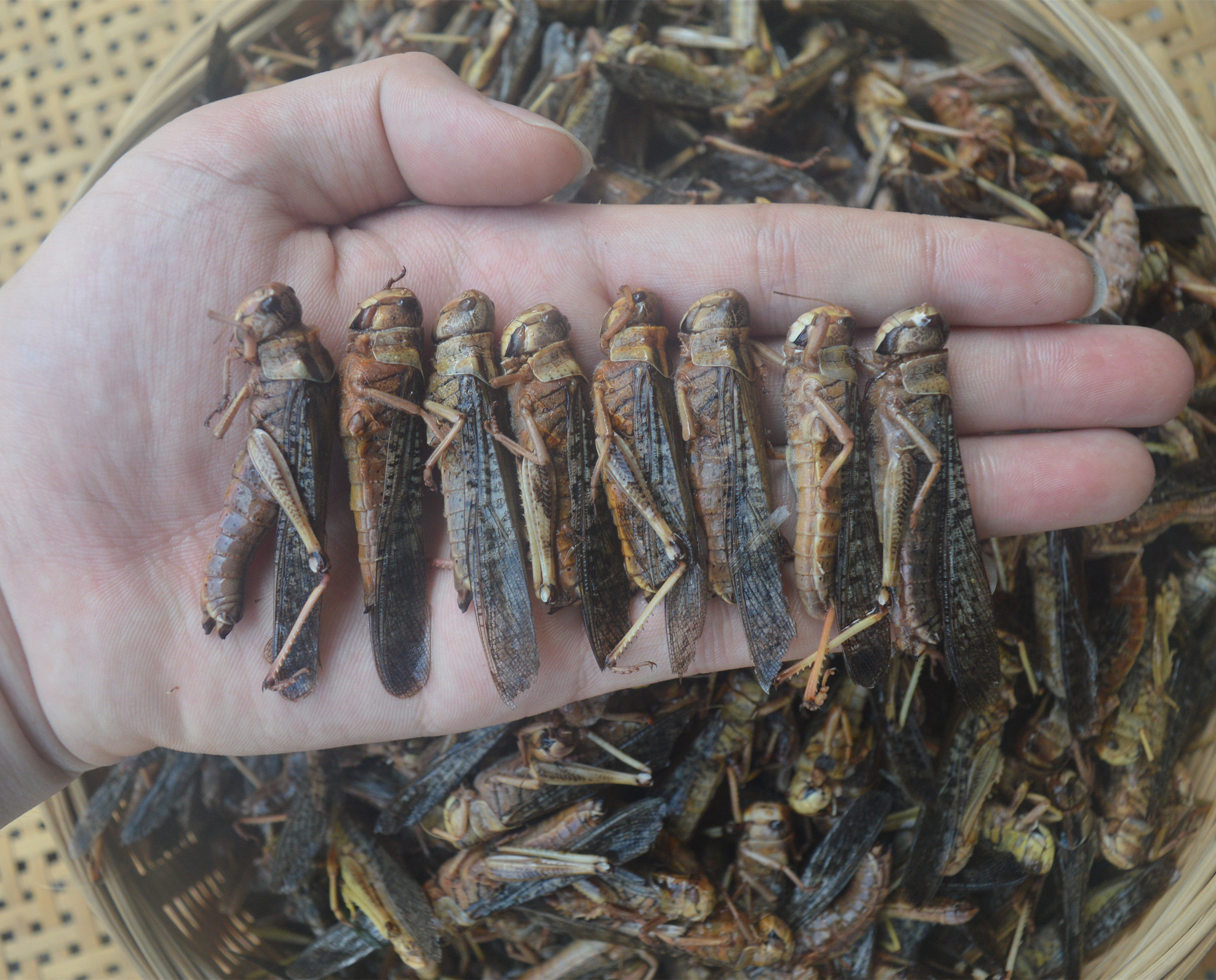 新鲜速冻食用大蚂蚱精品稻蝗虫东亚飞蝗草蜢蚱500克买2斤顺丰包邮