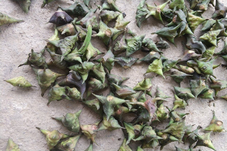 湖北天门张家湖农家野生四角菱角老菱角粉糯清香 一份3斤包邮