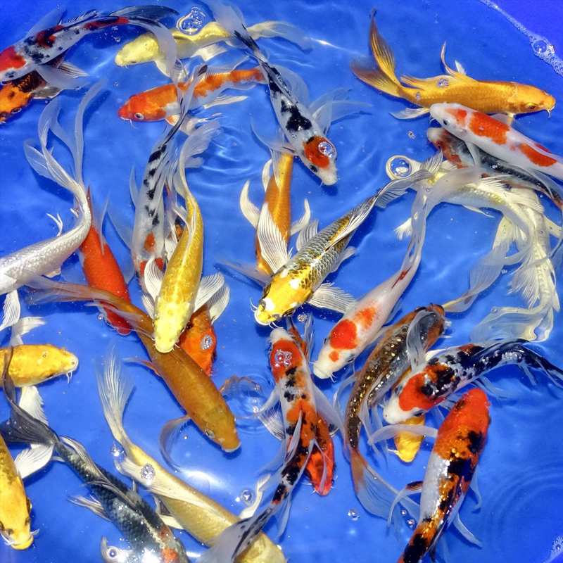 锦鲤活鱼日本进口红白三色黄金龙凤金鱼招财鱼