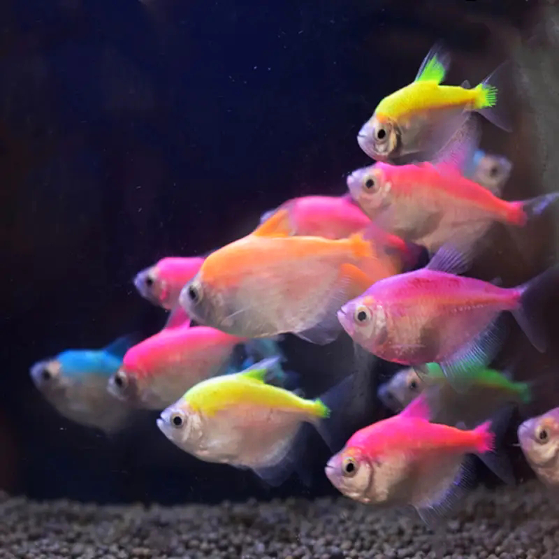 彩裙活鱼七彩斑马天使虎皮神仙燕鱼好养小型鱼