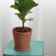 High-end texture cement flower pot with tray Nordic home gardening rustic and creative simple green plant pot ins style High-end texture cement flower pot with tray Nordic home gardening rustic and creative simple green plant pot ins style