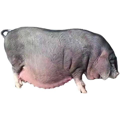 母猪原种约克洛克杜洛克纯种长白太湖白猪大白乳猪