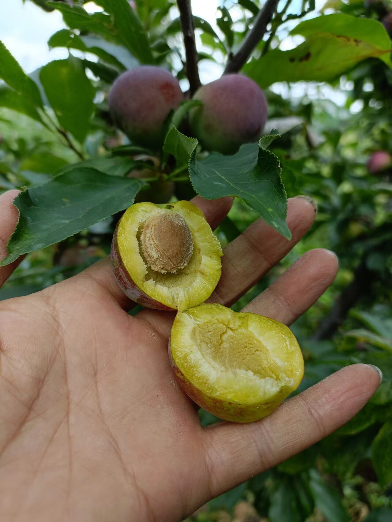 李子东北老干碗干碗晚黄酸甜孕妇水果5斤包邮奇异果
