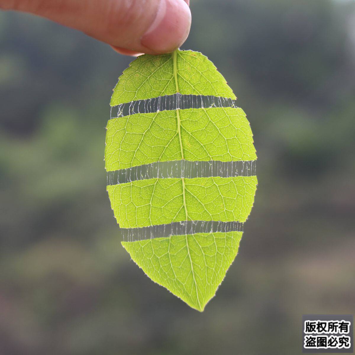 杜仲正品张家界野生嫩芽特级搭配钱柳绞股蓝500克养生茶