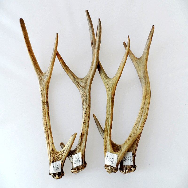 鹿角吉林梅花鹿枝干东北特产长白山鹿茸鹿茸枝