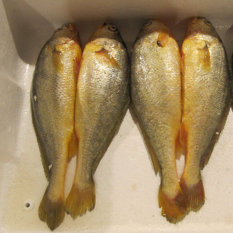 烟台新鲜海鲜大黄鱼野生鲜活海鱼生鲜黄花鱼黄肚鱼1.