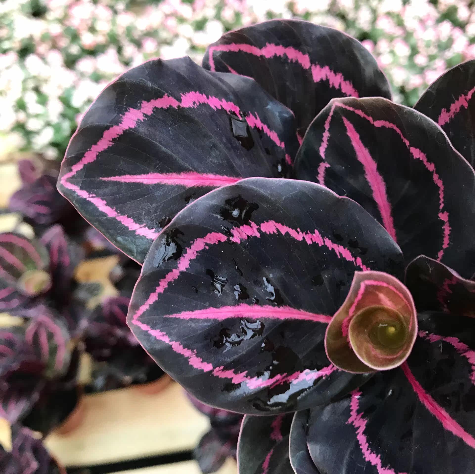 办公室桌面小盆栽红美丽竹芋吸辐射彩叶观叶植物简单易养水培植物