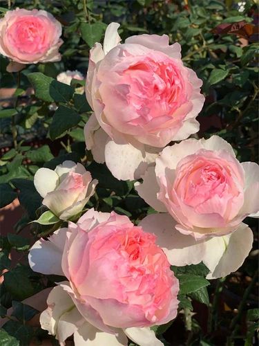 佩尔朱克佩朱月季大花窗台阳台花卉室内盆栽时令草本花卉