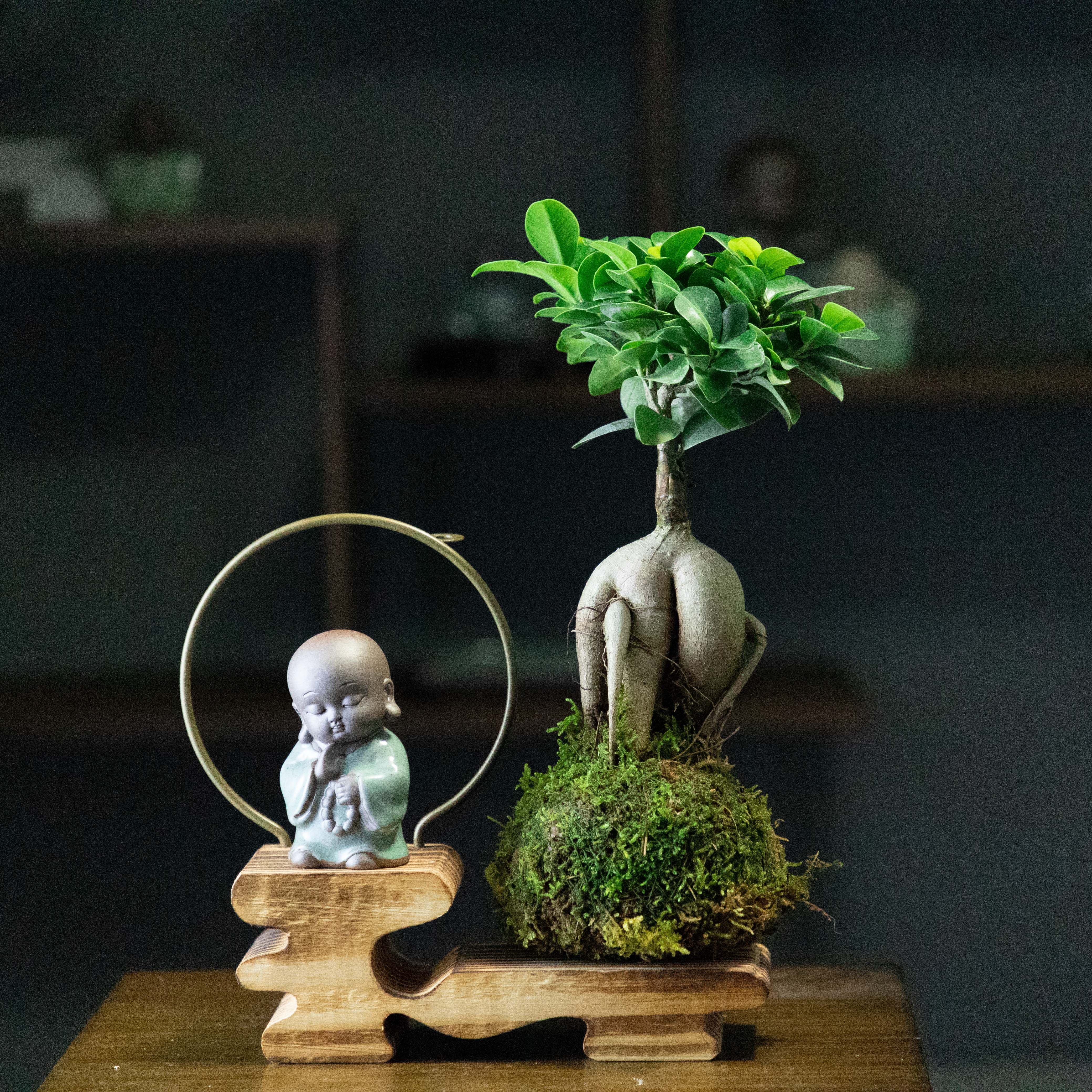 盆栽人参绿植室内树桩盆景客厅蕨类花卉养活绿植