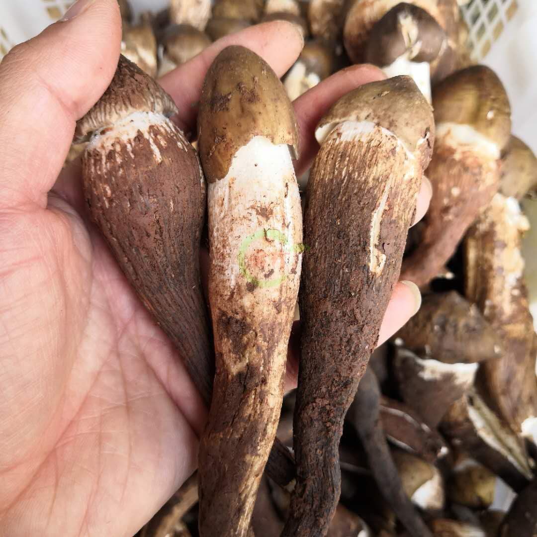 【香菇类】现货新鲜火把鸡枞1000g 正品野生菌蘑菇荔枝三