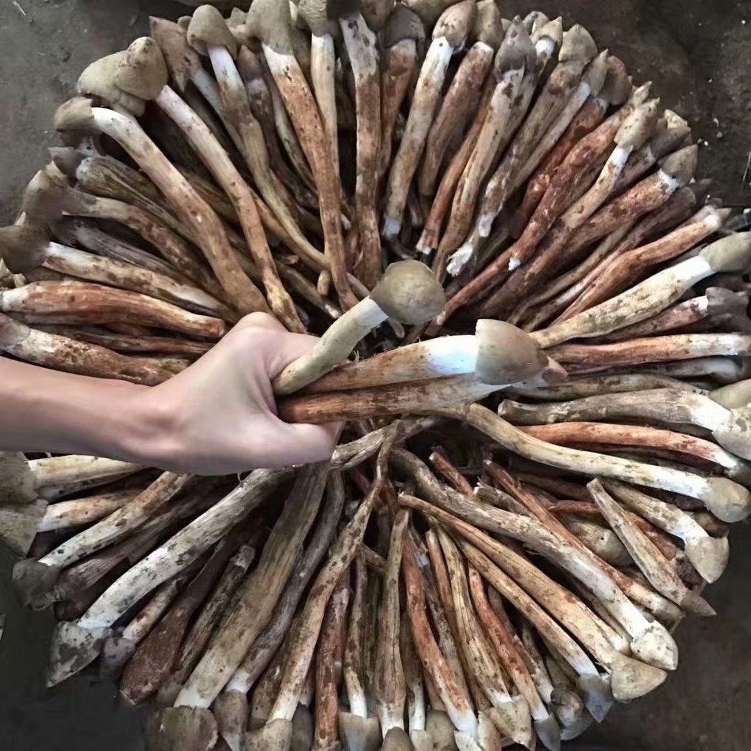 【香菇类】现货新鲜火把鸡枞1000g 正品野生菌蘑菇荔枝三