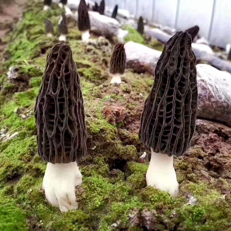 肚菌现货新鲜羊肚500g云南特产野生菌羊蘑菇新鲜松茸