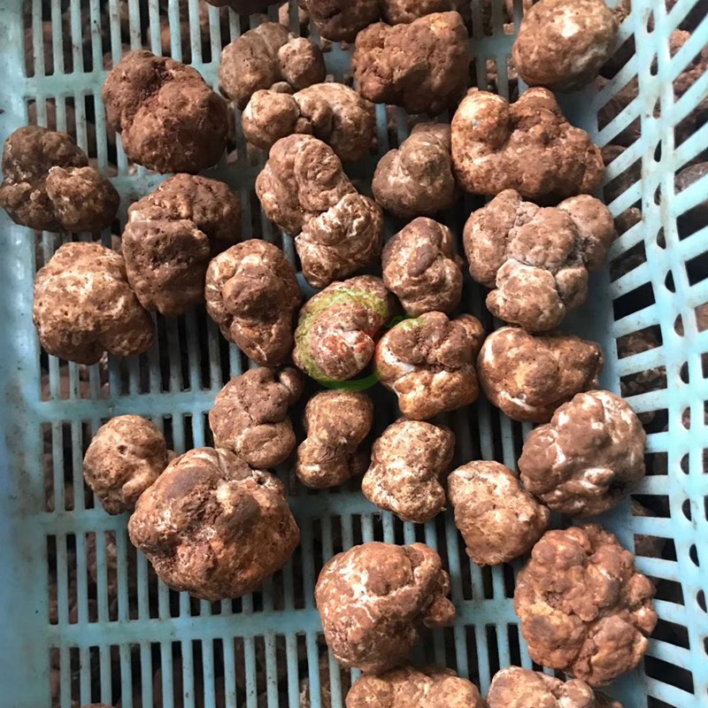 现货新鲜白松露500g真正野生白块菌黑松顺丰包邮新鲜松茸